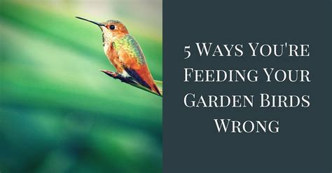 5 Ways You’re Feeding Your Garden Birds Wrong | Epic Gardening