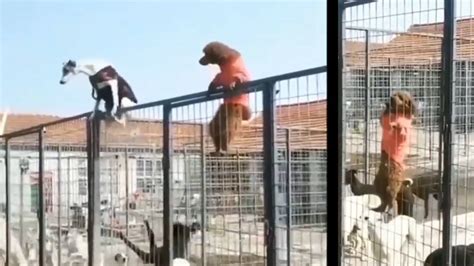 Watch: How these dogs escaped from a cage | Amazing But True - Times of ...