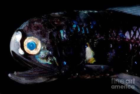 Deep-sea Lanternfish Photograph by Danté Fenolio - Pixels