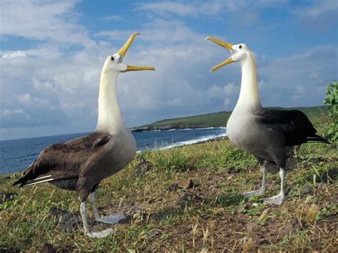 Waved Albatross AKA Galapagos Wallpaper - Free HD