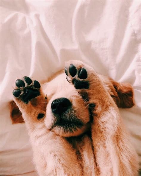 Adorable Brown and White Dog