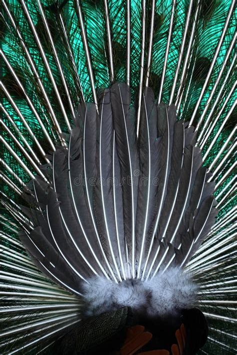 Peacock tail stock photo. Image of peacock, colored, nature - 4615914