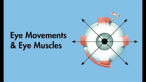 Cardinal Positions of Gaze - Eye Movements and Eye Muscles - Cranial Nerves - MEDZCOOL - YouTube