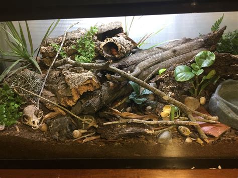 Bioactive Enclosures : r/tarantulas