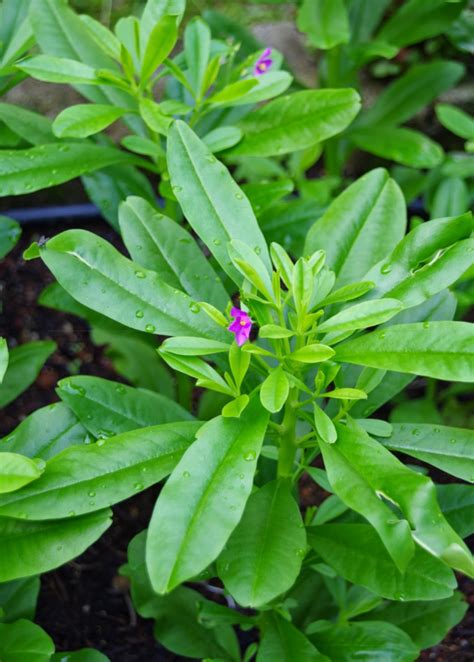 5 African Leafy Vegetables With Incredible Medicinal Properties ...