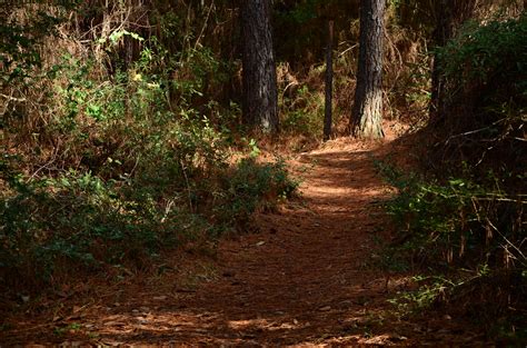 Nature trail in Huntington State Park - Myrtle Beach, SC | Visit myrtle ...