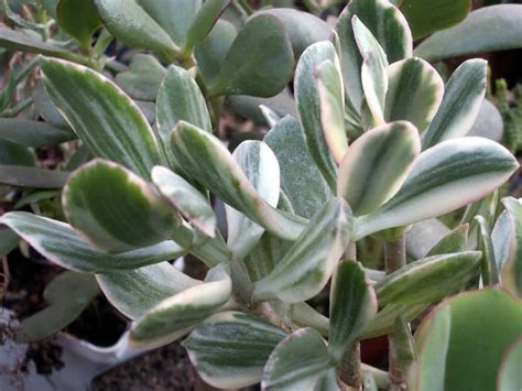 Crassula ovata 'Lemon & Lime' (Variegated Jade Plant) | World of Succulents