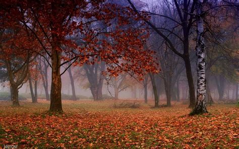 autumn by ANTONI / 500px | Autumn scenery, Autumn photography, Landscape