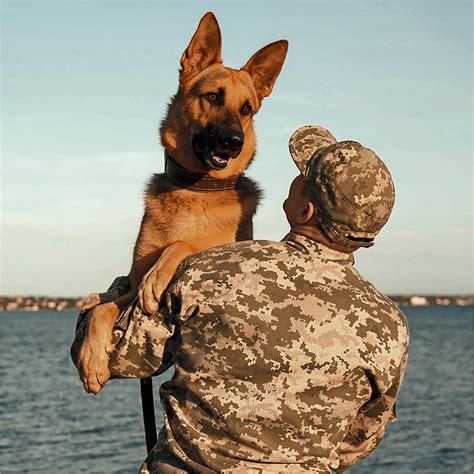 What Breed Of Dog Is Justice In A Veterans Christmas