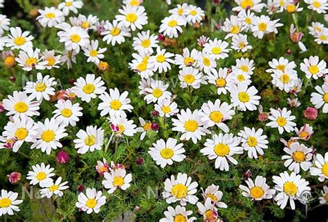 Anacyclus pyrethrum 3 – DRY FASTING