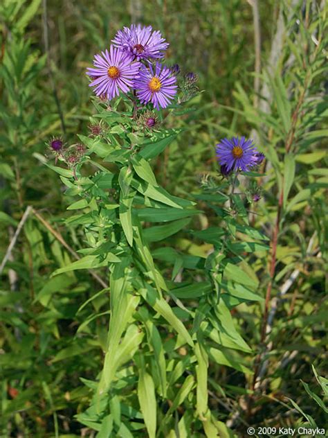 Symphyotrichum novae-angliae (New England Aster): Minnesota Wildflowers