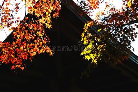 Autumn Leaves of Zen Temple in Japan Stock Photo - Image of asia, maple: 87846854