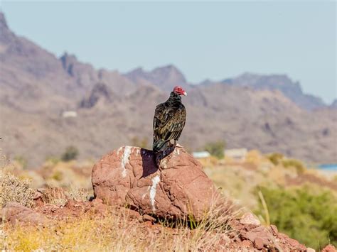 Where Do Turkey Vultures Live? (Habitat + Distribution) | Birdfact