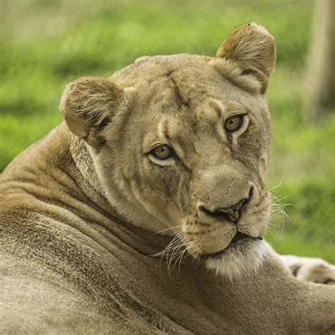 Valley of the Kings - Zoo Knoxville