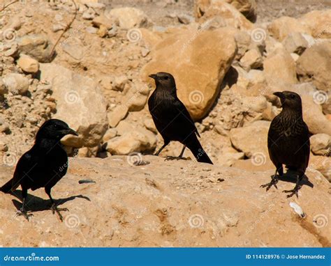 Colors of the Negev Desert in Israel Stock Photo - Image of reserve ...