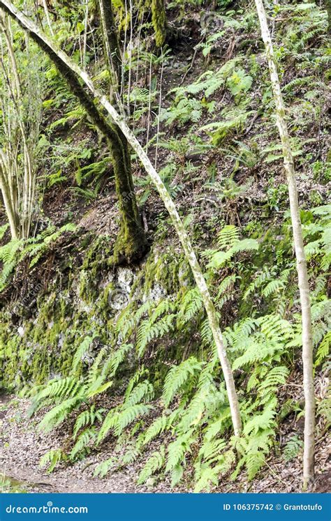 Path in the Forest of Anaga Stock Photo - Image of moss, fantastic ...