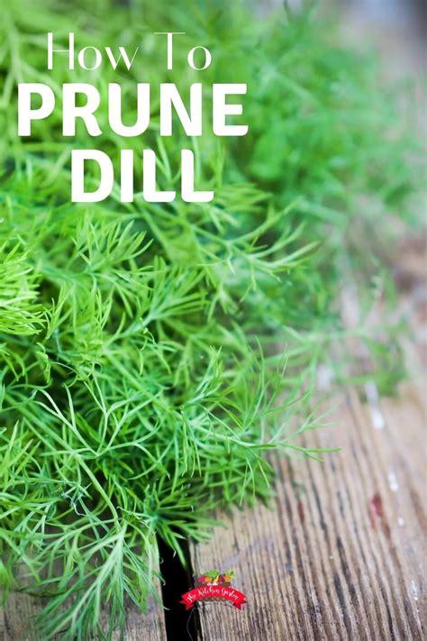 How to Prune Dill in 2021 | How to prune dill, Pruning dill, Dill