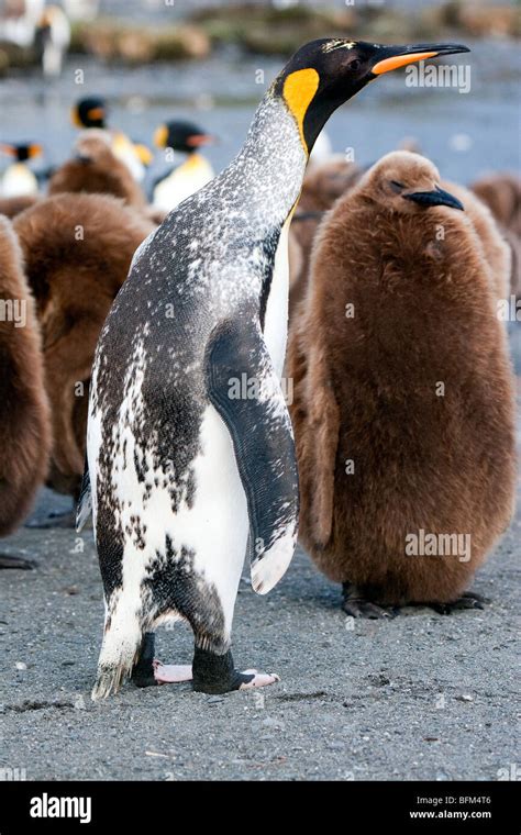 King penguin albino hi-res stock photography and images - Alamy