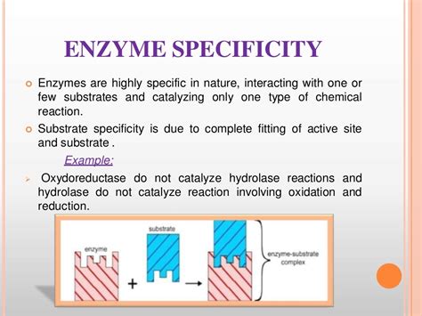 factors Affecting Enzyme activity