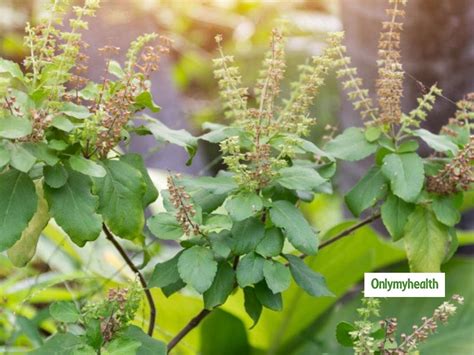 Herbs And Shrubs: The Hidden Medicines Of Ayurveda | OnlyMyHealth