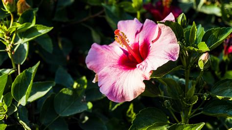 5 Caribbean Flowers That Brighten Up Any Room | Royal Caribbean Blog