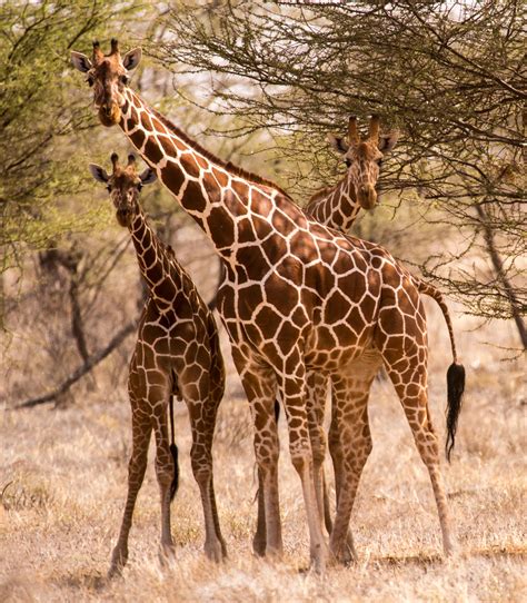 Seeing and photographing giraffes on safari in Africa – Fish Eagle Safaris