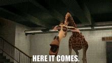 Melman On Madagascar GIFs | Tenor