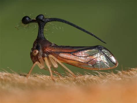 Absurd Creature of the Week: This Is an Actual Insect. This Is Not a Joke | WIRED