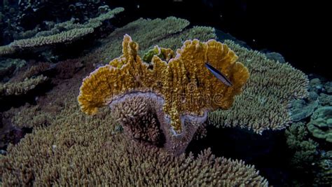 Millepora platyphylla stock image. Image of underwater - 44038283