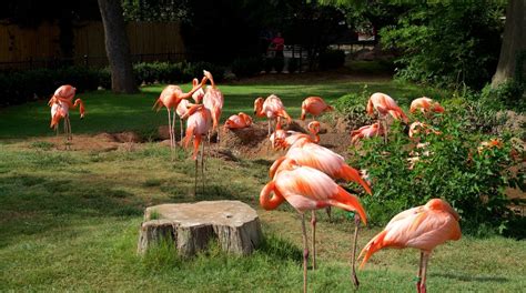 Oklahoma City Zoo Tours - Book Now | Expedia