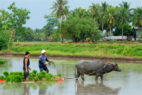 The Carabao: From the Beast of Burden in Fields to the Beauteous Beast in Festivals - HubPages