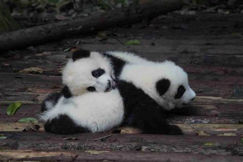 Do Giant Pandas Have Tails? (4 Things You Should Know)