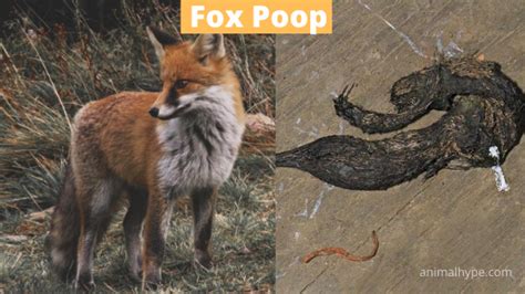 Does Fox Poo Look Like Dog Poo