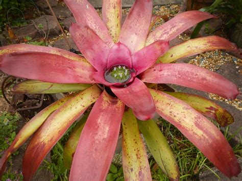 DragonFly Garden: Blooming Bromeliads