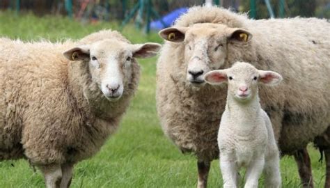 Lamb vs Sheep: Top 4 Key Differences Explained