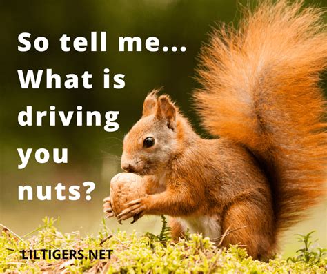 20 Inspirational Squirrel Quotes & Sayings - Lil Tigers