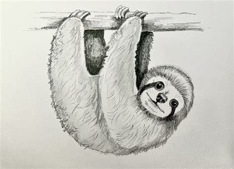 Three Toed Sloth Drawing