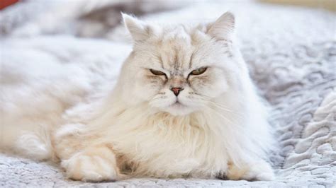 18 White Fluffy Cat Breeds You'll Love To Cuddle With - White Cat Breed Pictures - My British ...