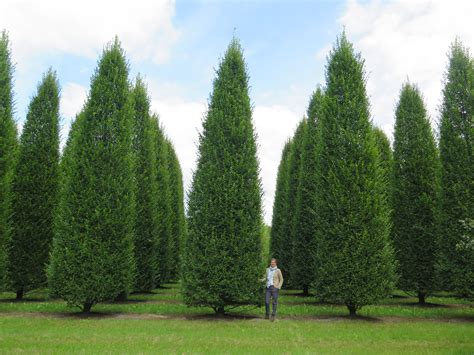 Carpinus-betulus-Fastigiata | Growing plants, Plants, Golf courses