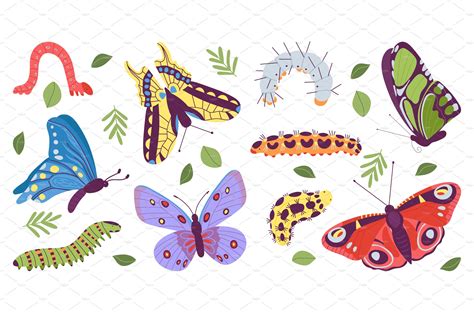 Caterpillar and butterfly. Pupa – MasterBundles