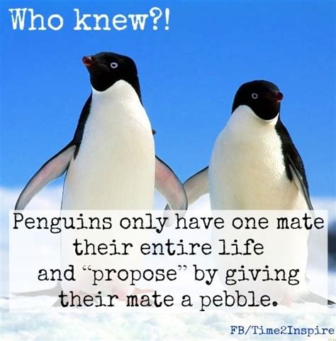 Emperor Penguin Quotes. QuotesGram