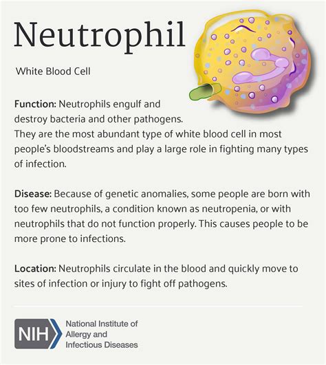 Flickriver: NIAID's photos tagged with neutrophil