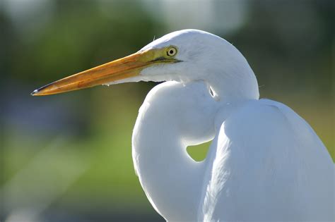 Free photo: White Crane Bird - Animal, Avian, Beak - Free Download - Jooinn