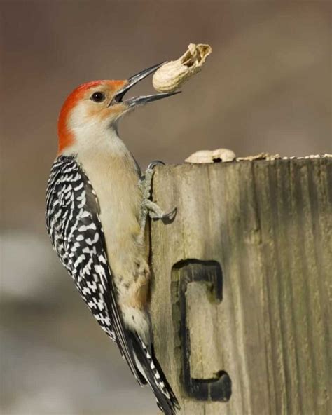 Woodpeckers In Ohio: 7 Species You've Got To See