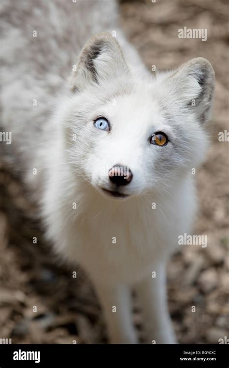 Little white Arctic Fox (Vulpes lagopus) with special eyes in the ...