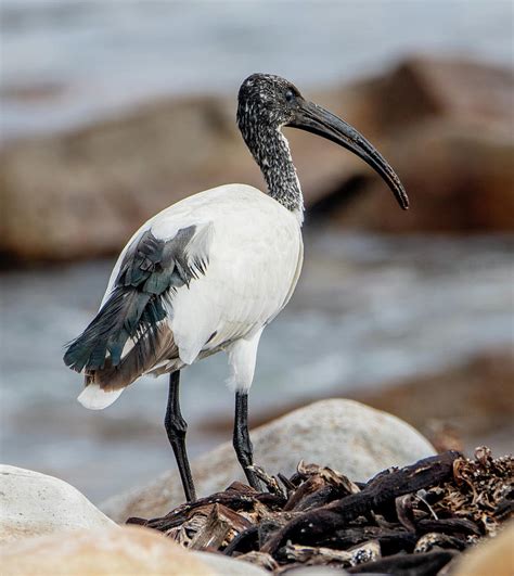 African Sacred Ibis Photograph by Marcy Wielfaert - Pixels