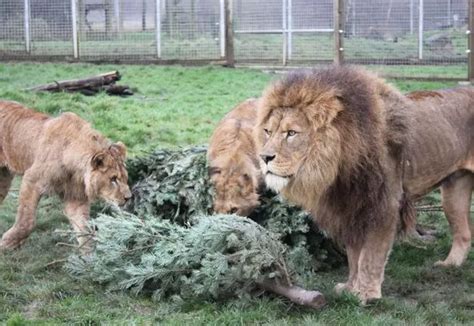 Animals at Noah's Ark Zoo Farm want your unwanted Christmas trees - Bristol Live