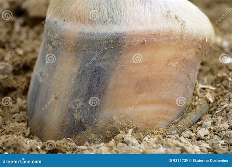 Le sabot du cheval. image stock. Image du ferme, blanc - 9311739