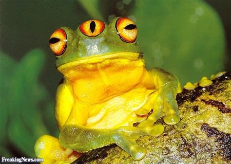 3-Eyed Frog Pictures - Freaking News | Frog, Frog pictures, Froggy