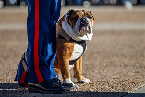 DVIDS - Images - MCRD San Diego Mascot Relief and Appointment [Image 9 ...